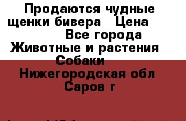 Продаются чудные щенки бивера › Цена ­ 25 000 - Все города Животные и растения » Собаки   . Нижегородская обл.,Саров г.